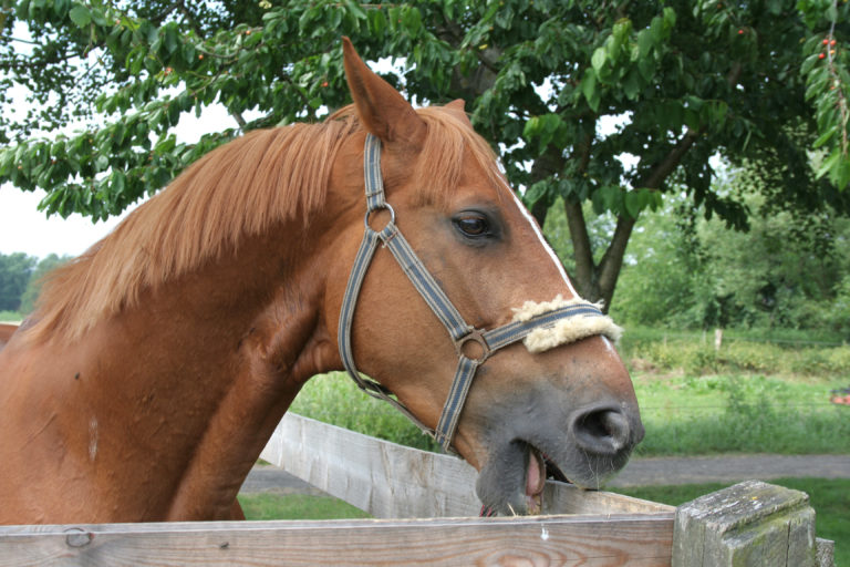 horse cribbing