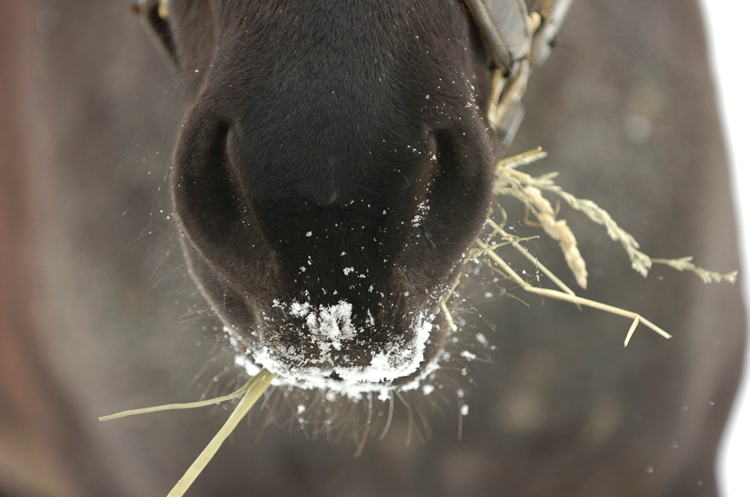 WinterNut_1