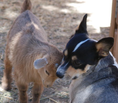 nigerian goats for sale in nm