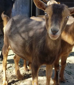 Nigerian Goats for sale in nm