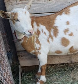 Nigerian Goats for sale in nm